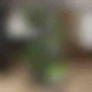 Soporte para macetas | POTSTAGE